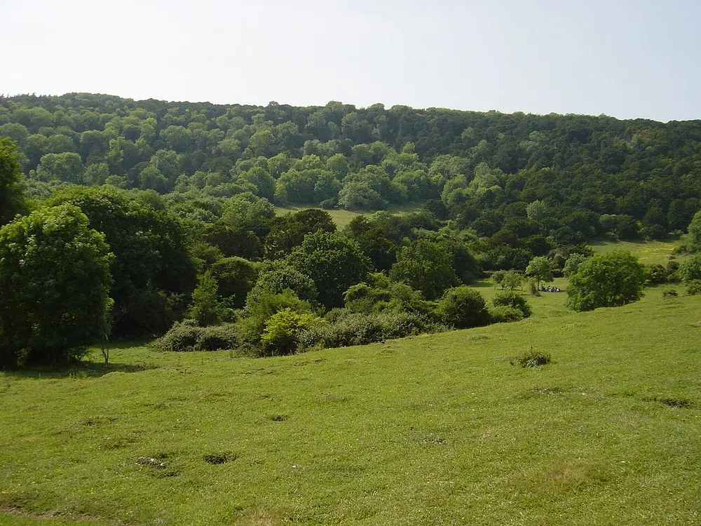 Kingley Vale National Nature Reserve, the local landmark of PO18